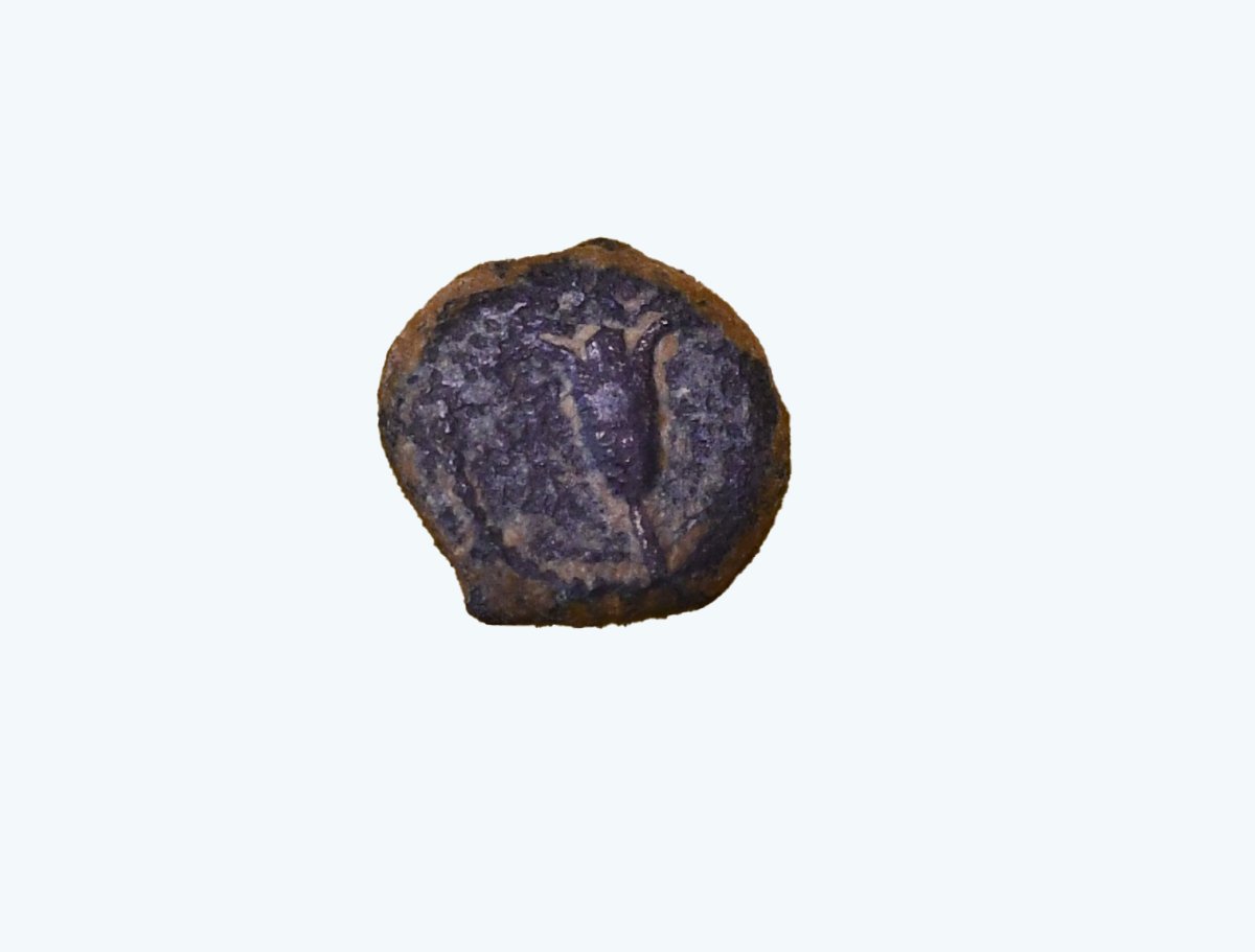 יולי שוורץ רשות העתיקות