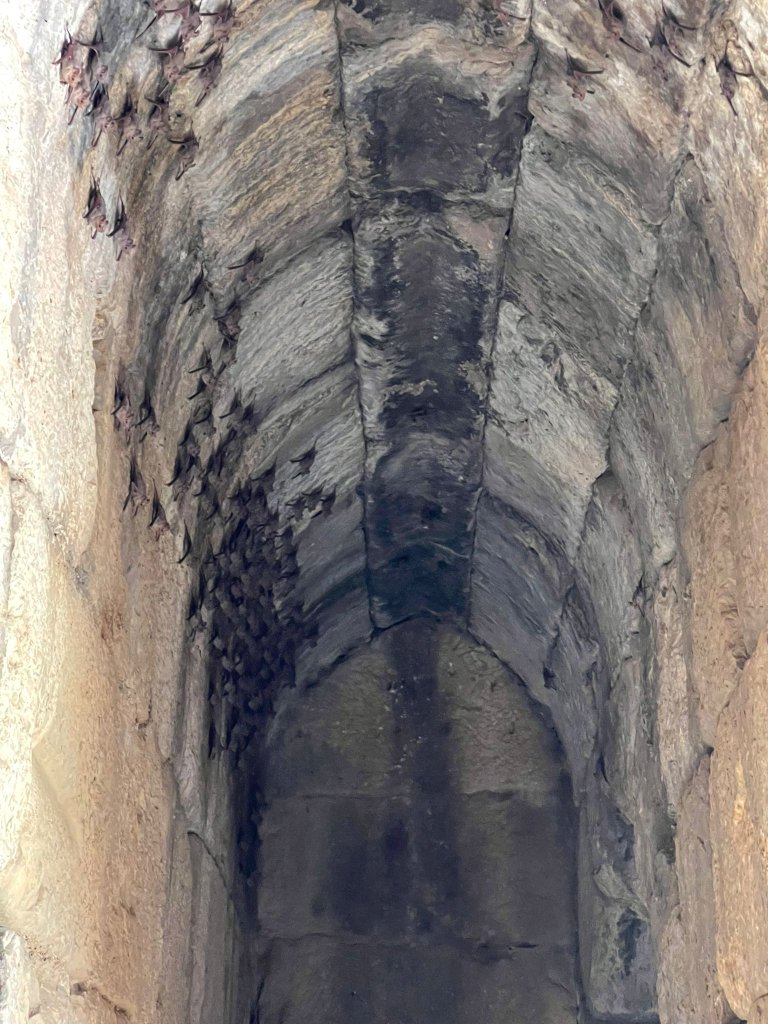 באסל חמד רשות הטבע והגנים