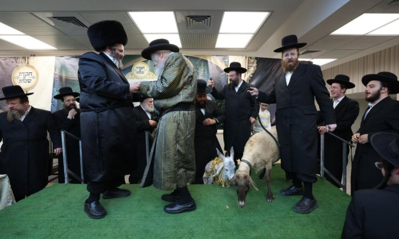הפתעה לבן הרבי מגור: החמור והשה שהמתינו בהתרגשות במעמד באשדוד