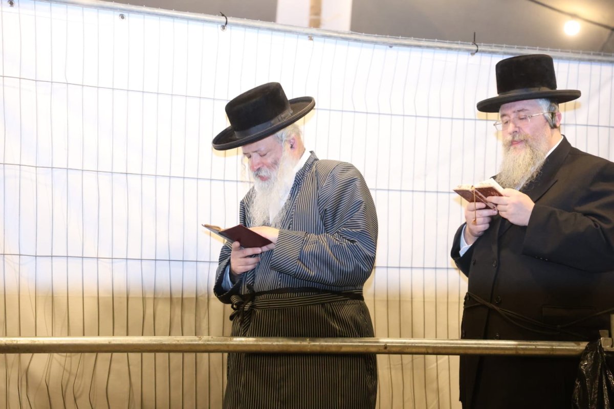 שלומי טריכטר