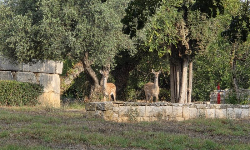 ביקור לא שגרתי: זוג יחמורים נצפה בגן הלאומי ברעם