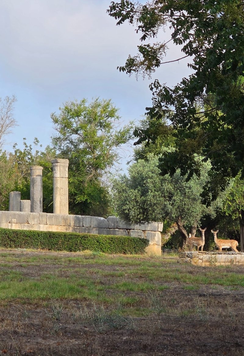 גיא כהן רשות הטבע והגנים