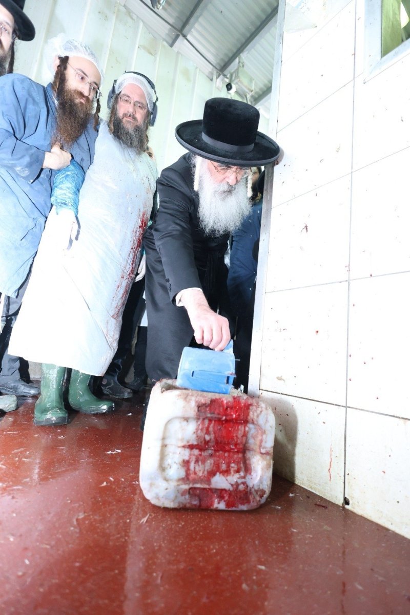 שלומי טריכטר