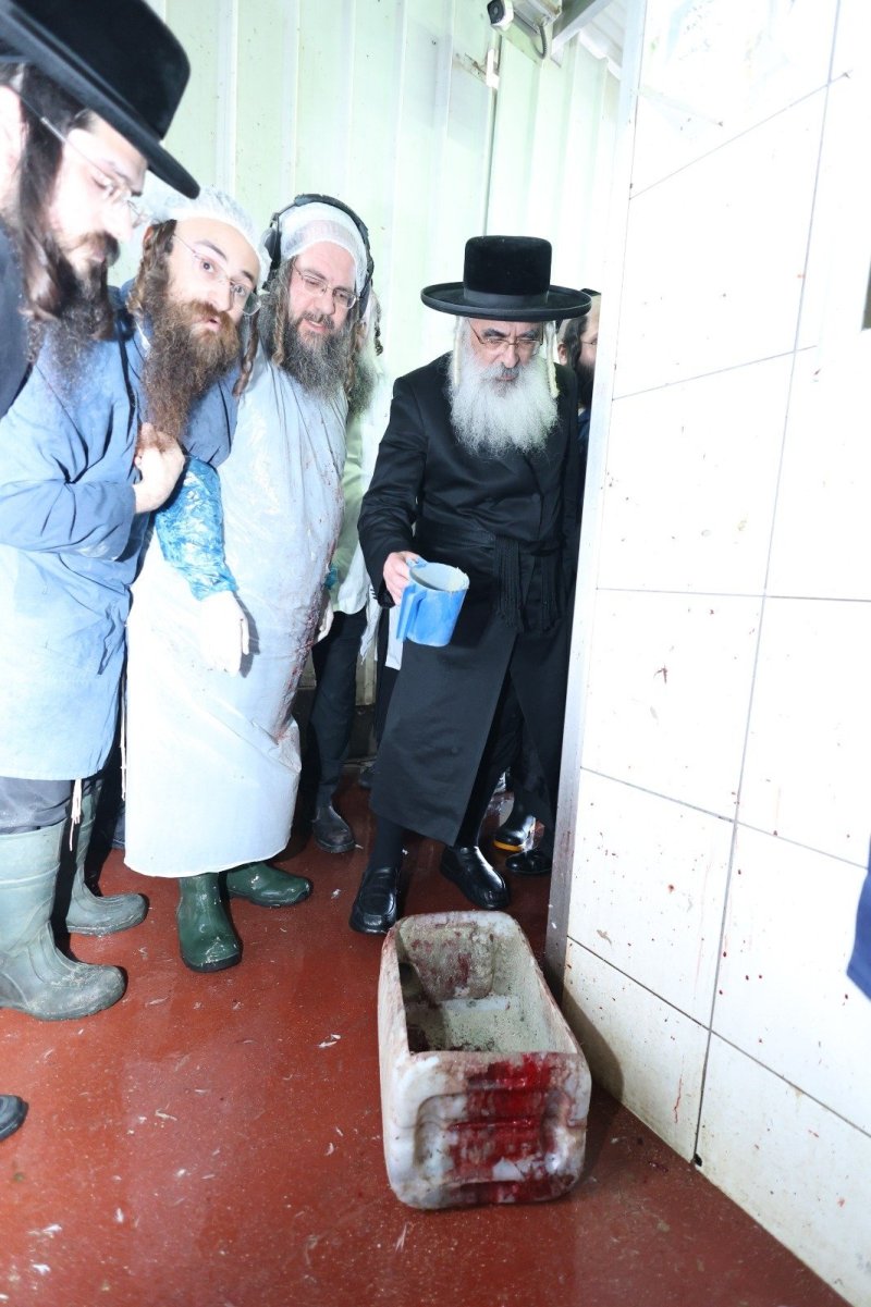 שלומי טריכטר