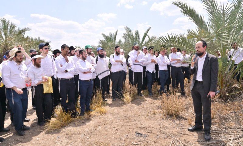 עומדים על שורשי ההידור: כמאה וחמישים מורי הוראה ערכו סיור מיוחד במטעי לולבי רוסוף