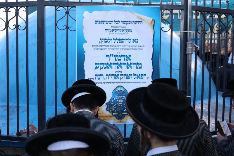 דוד כהן