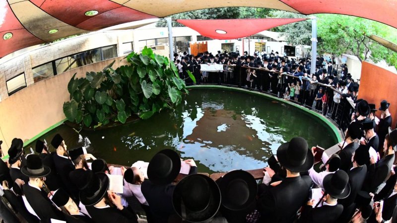 שוקי לרר