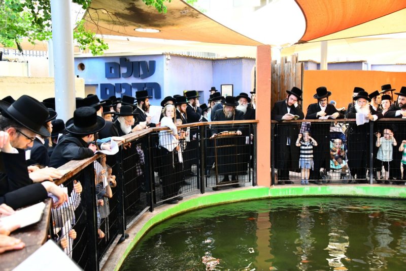שוקי לרר