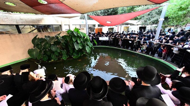 שוקי לרר