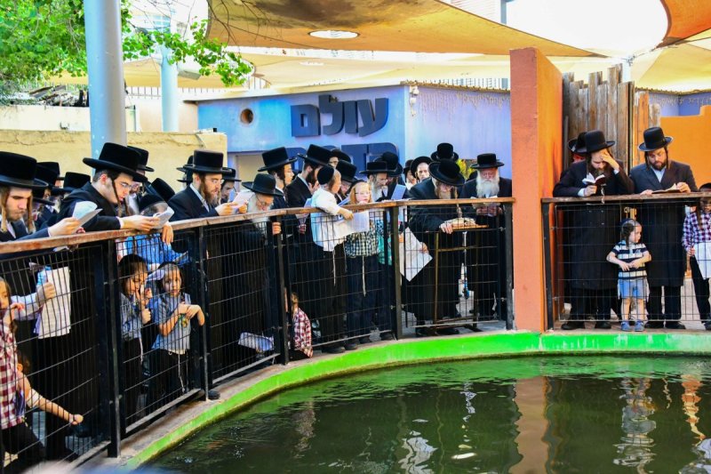 שוקי לרר