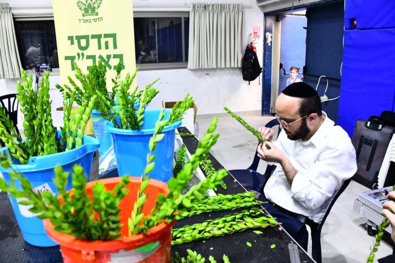 שוקי לרר