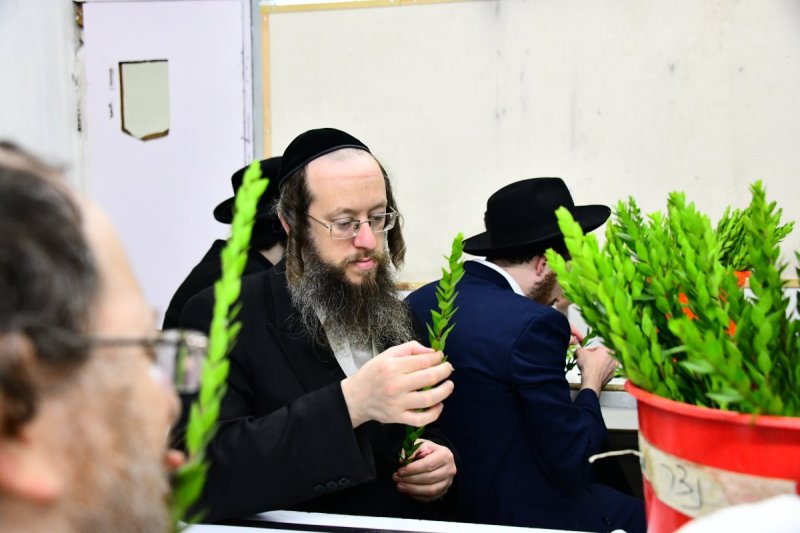 שוקי לרר