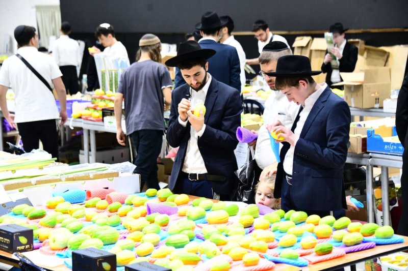 שוקי לרר