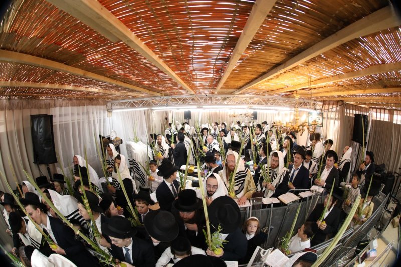 דוד ארזני
