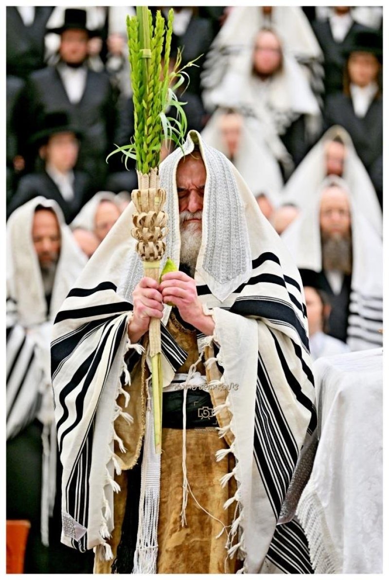יהושע פרוכטר