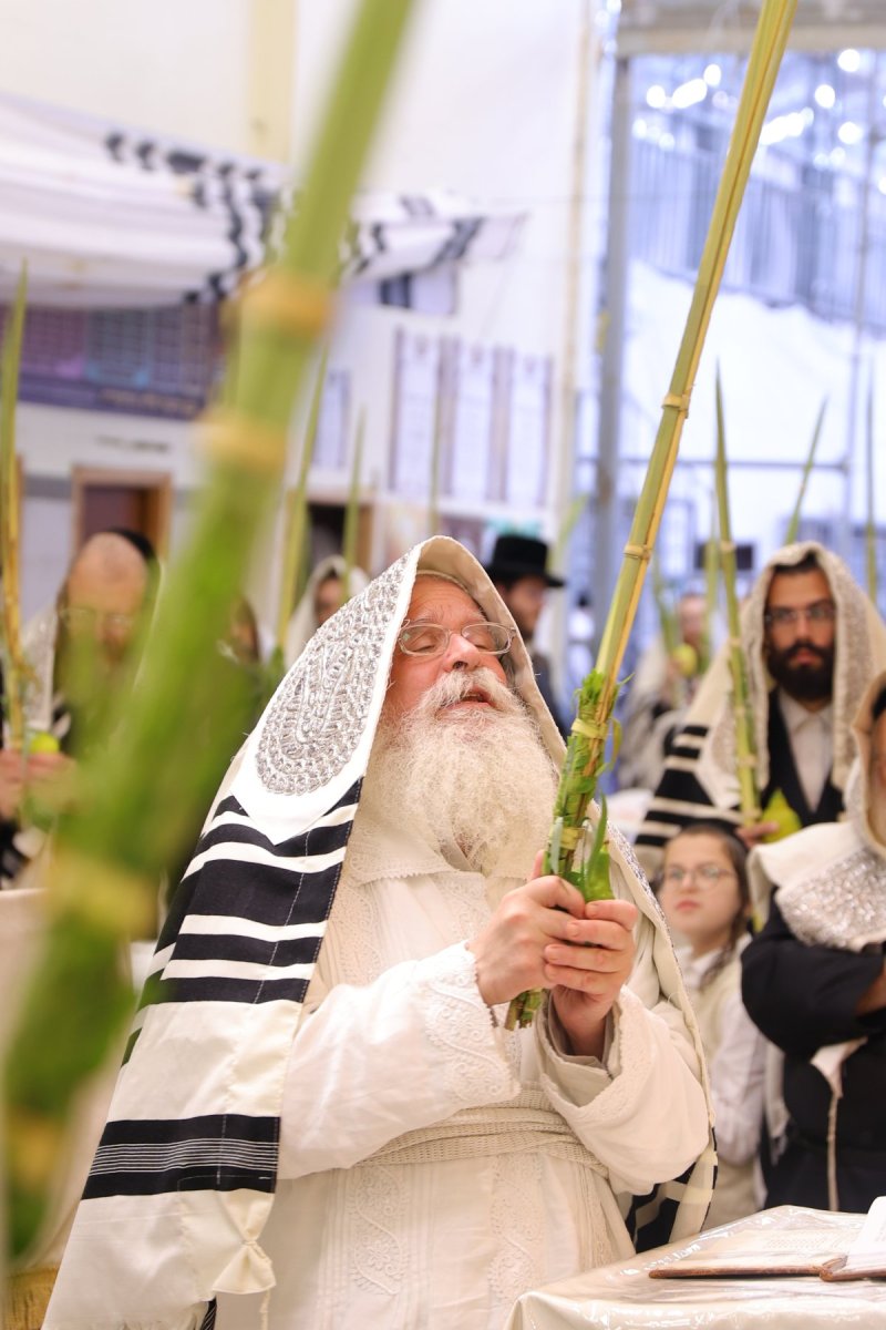 מאיר פרקש